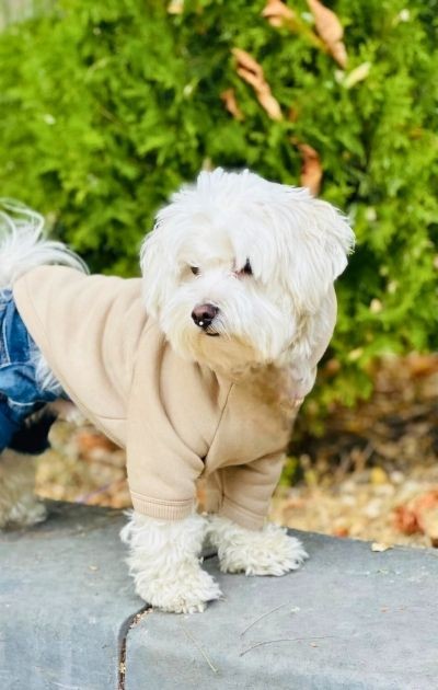 BFF - Yumuşak İçi Polarlı Kapüşonlu KÖPEK Sweatshirtü - Camel