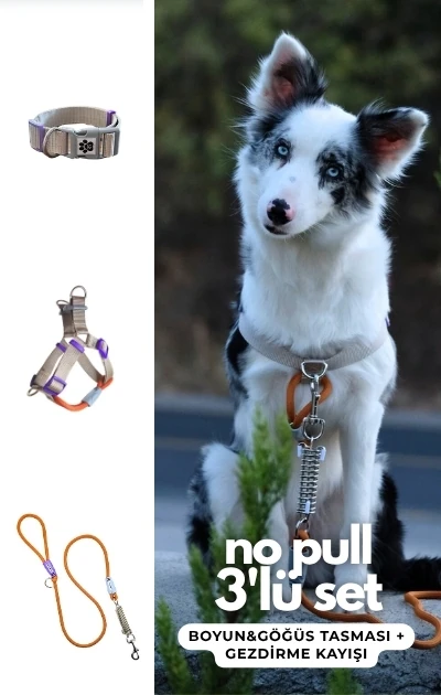 No Pull 3'lü Set Boyun & Göğüs Tasması + Gezdirme Kayışı (İsteğe Bağlı Anti Şok Yay) - Vizon