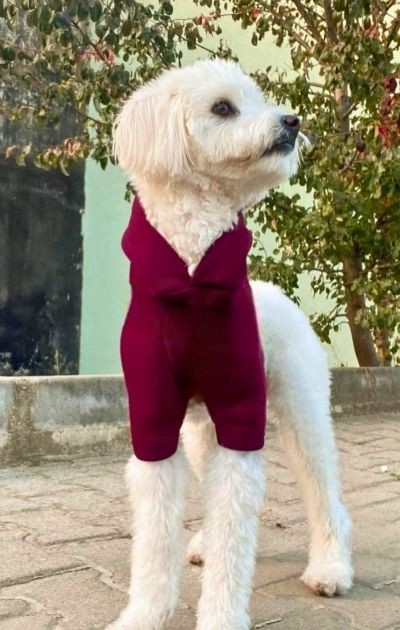 BFF - Yumuşak İçi Polarlı Kapüşonlu KÖPEK Sweatshirtü - Bordo