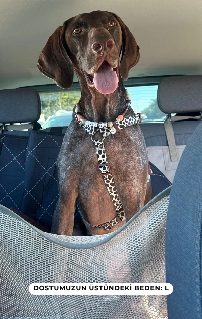 Recycle 3'lü Set Boyun & Göğüs Tasması + Gezdirme Kayışı