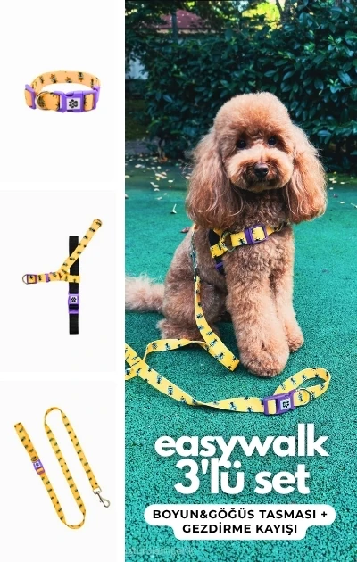 Easywalk 3'lü Set Boyun & Göğüs Tasması + Gezdirme Kayışı - Arı Desenli