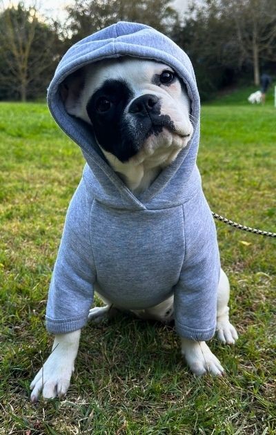 BFF - Yumuşak İçi Polarlı Kapüşonlu KÖPEK Sweatshirtü - Gri