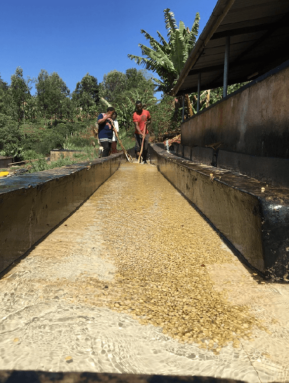 Mukurweini, Kenya - Yeşil Kahve Çekirdeği