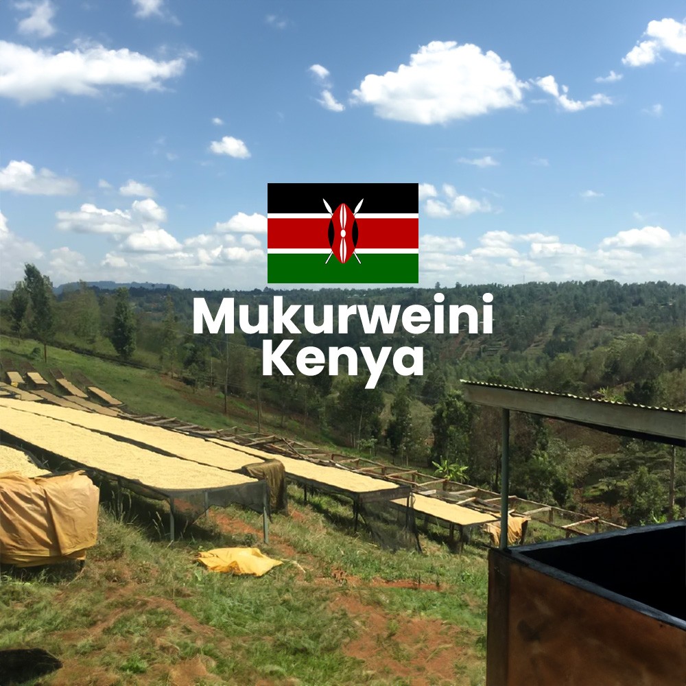 Mukurweini, Kenya - Yeşil Kahve Çekirdeği