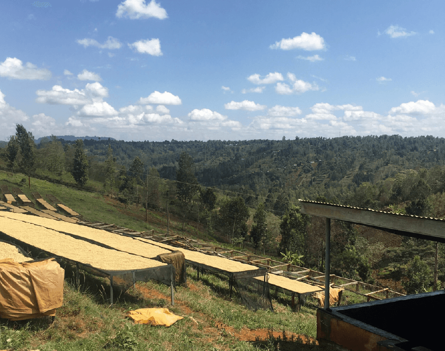 Mukurweini, Kenya - Yeşil Kahve Çekirdeği
