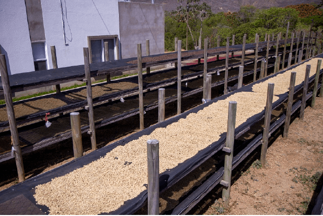 Isaccio J. Albir Vilchez, Nicaragua - Yeşil Kahve Çekirdeği