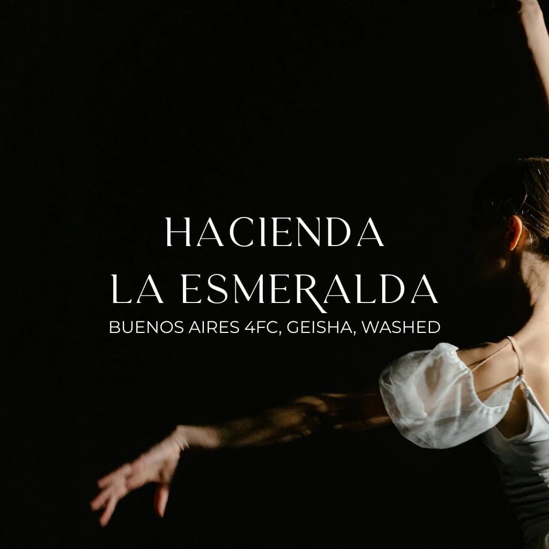Hacienda La Esmeralda, Buenos Aires 4FC, Geisha, Washed, Panama