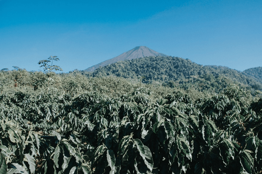 Alex Herrera, Guatemala - Yeşil Kahve Çekirdeği
