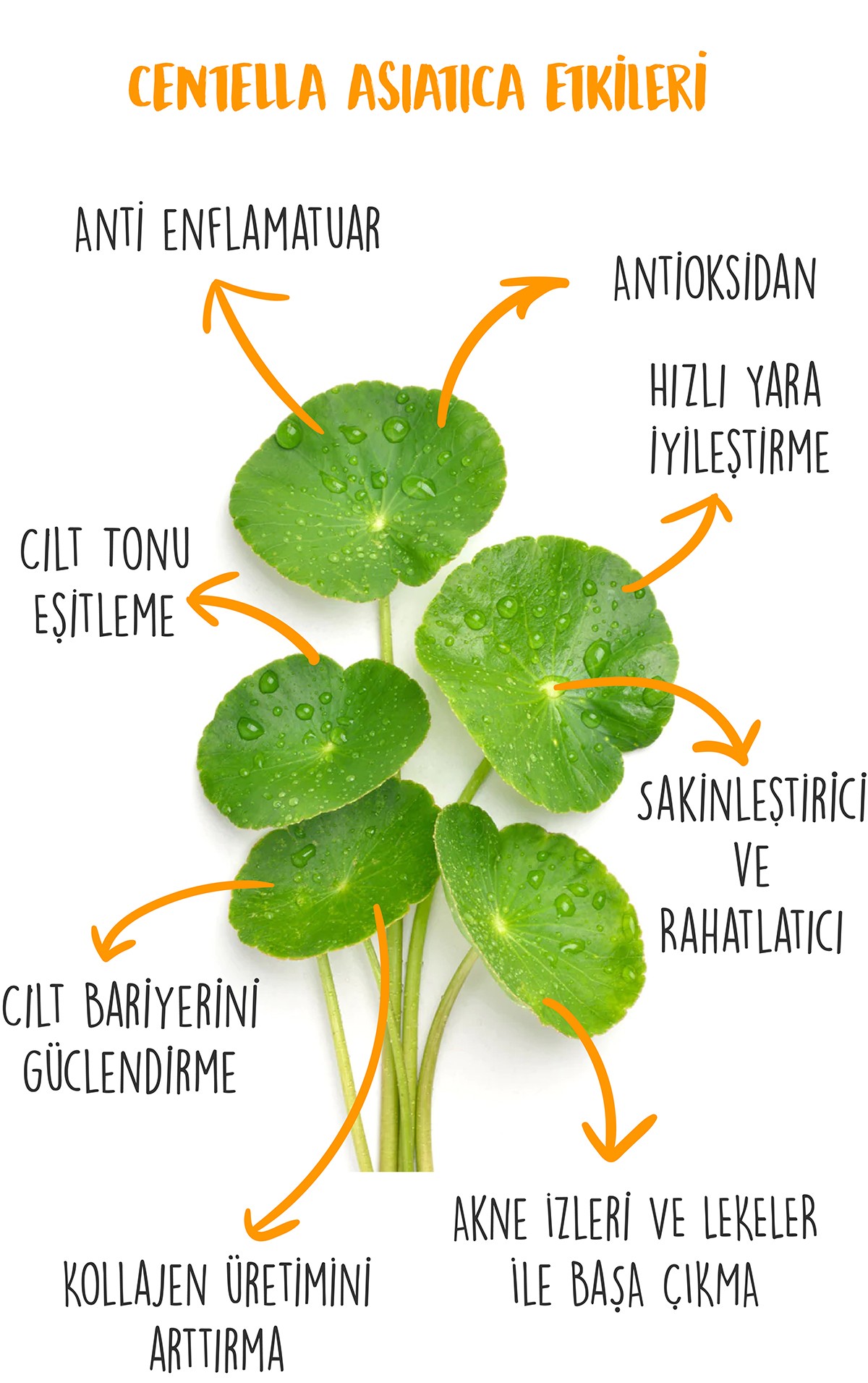 Cam Cilt Görünümü Set Yeni Nesil Doğal Kapatıcı Balgeum-Centella Asiatica(CİCA) Hibrit Güneş Kremi 