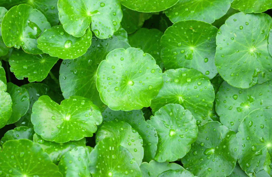 Genç ve Sağlıklı Bir Cilt İçin Mucize Bitki: Centella Asiatica