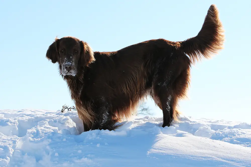 Genelleme yapmak zor olsa da köpekler hava sıcaklığı 7°C’nin altına düşene kadar soğuktan rahatsız olmaz. Ancak hava sıcaklığı 7°C’nin altına düştüğünde çoğu köpek için bu durum rahatsız edicidir.