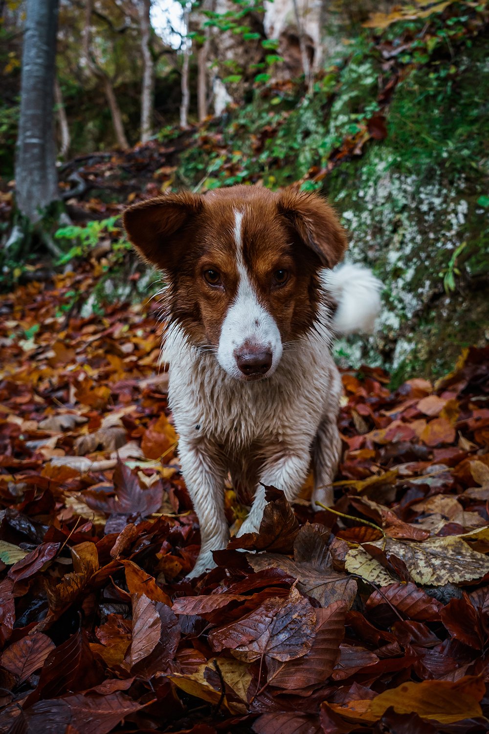 Sonbahar köpeklerin en sevdiği zaman dilimi olabilir ama tehlikeleri de beraberinde getirdiği bir gerçek.