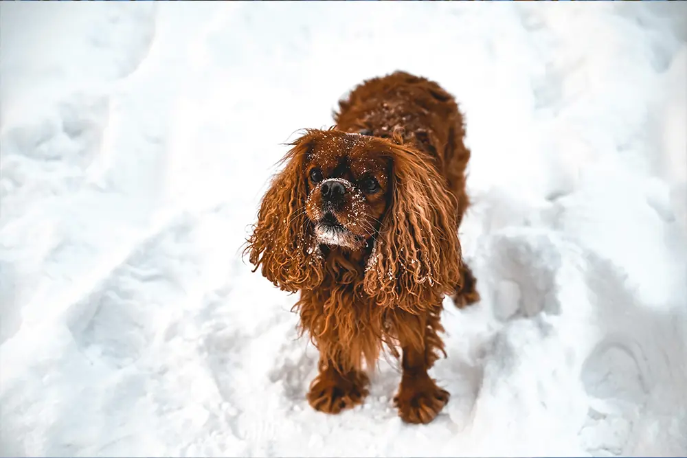 Köpeklerin patileri soğuk havalarda oldukça hassaslaşır. Köpeğinizin soğuk ve özellikle ıslak bir zemine uzun süre maruz kalması köpeğinizin hastalanma riskini de artırır.&nbsp;