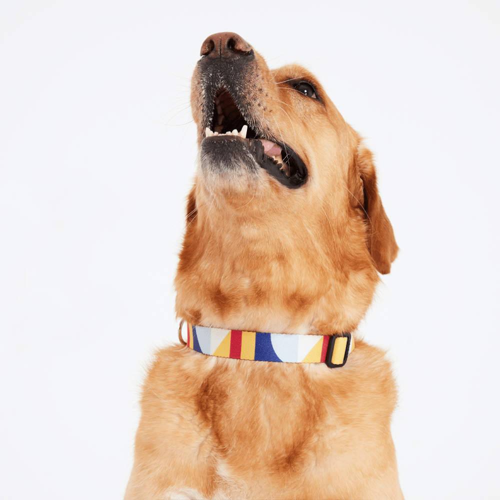 Geometric Dog Collar