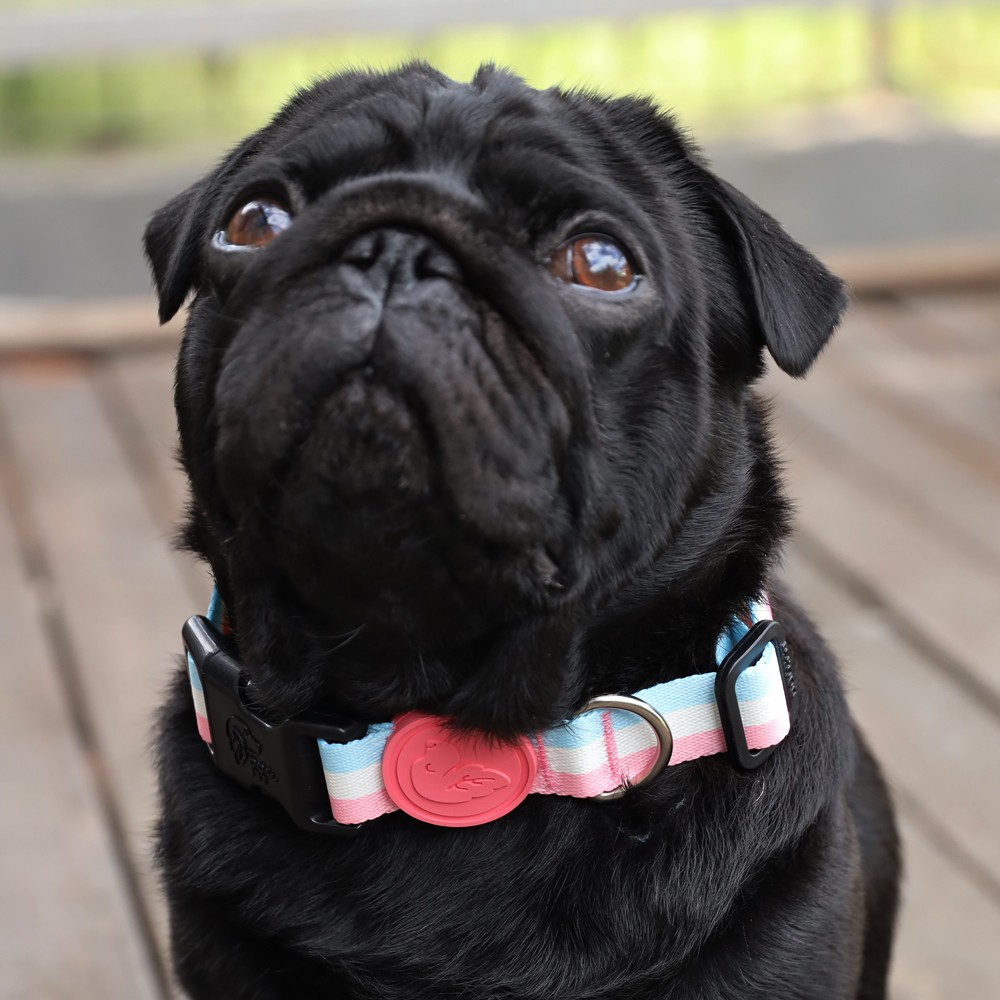 Pastel Duo Dog Collar