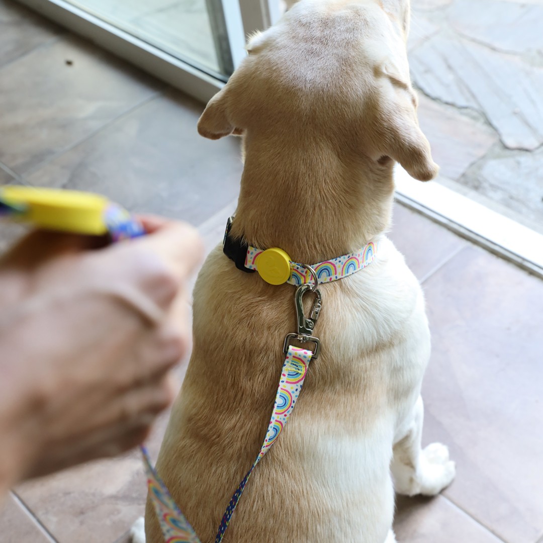 Rainbow Dash Dog Leash