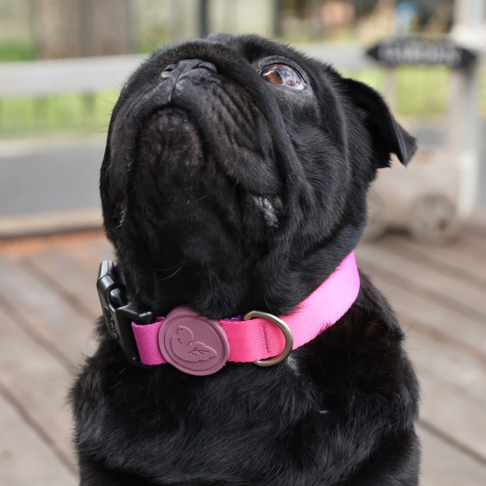 Violet Dog Collar