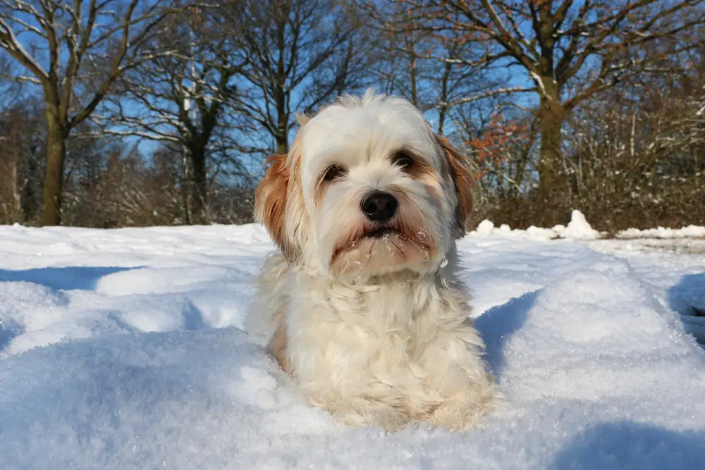 Montunuzu giydiğinizde bile hava dışarıya çıkmak için çok soğuksa durum köpeğiniz için de aynı şekilde demektir.