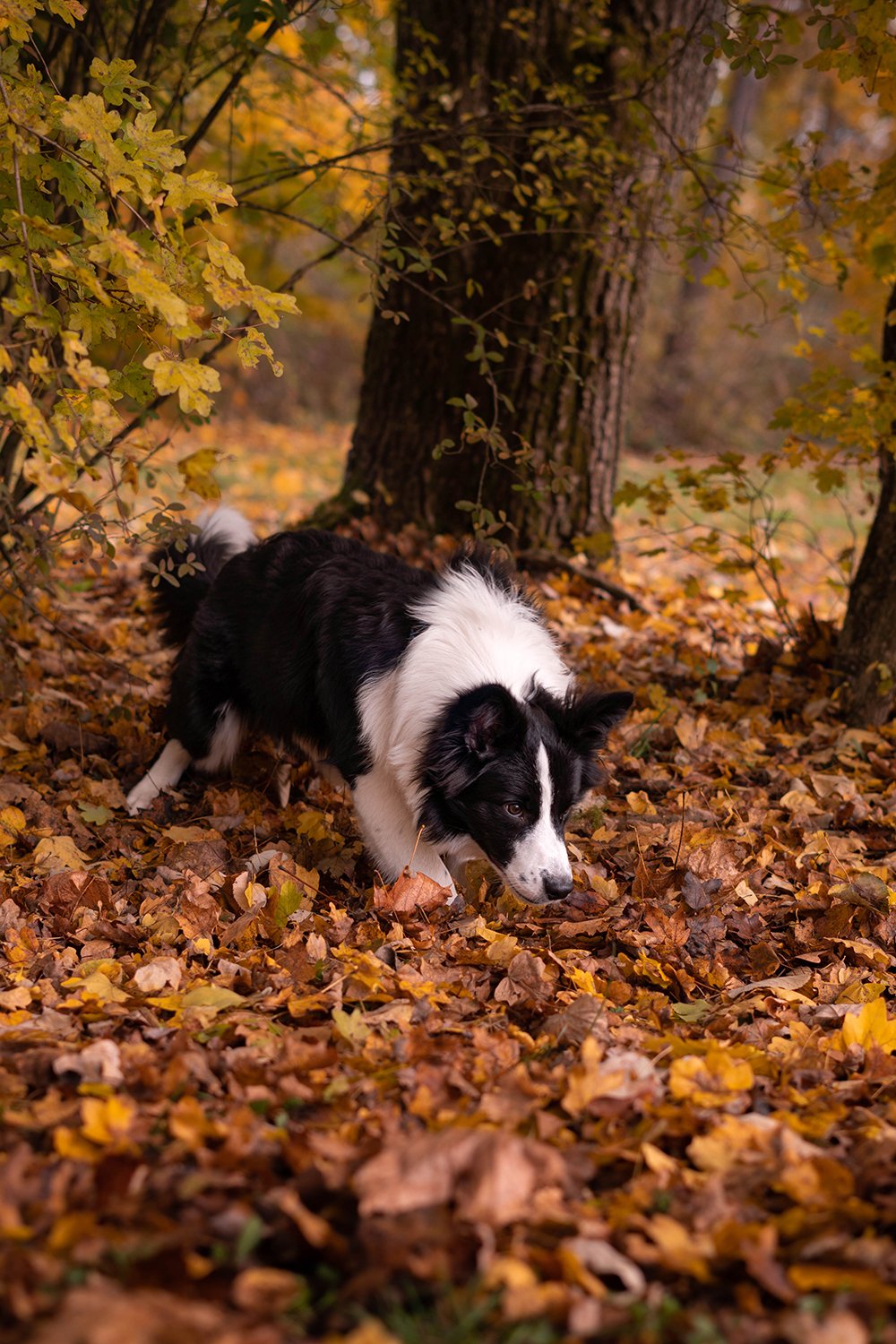 Havalar sonbahar ile birlikte serinlemeye başlıyor. Köpekler için bu daha fazla hareket demek.