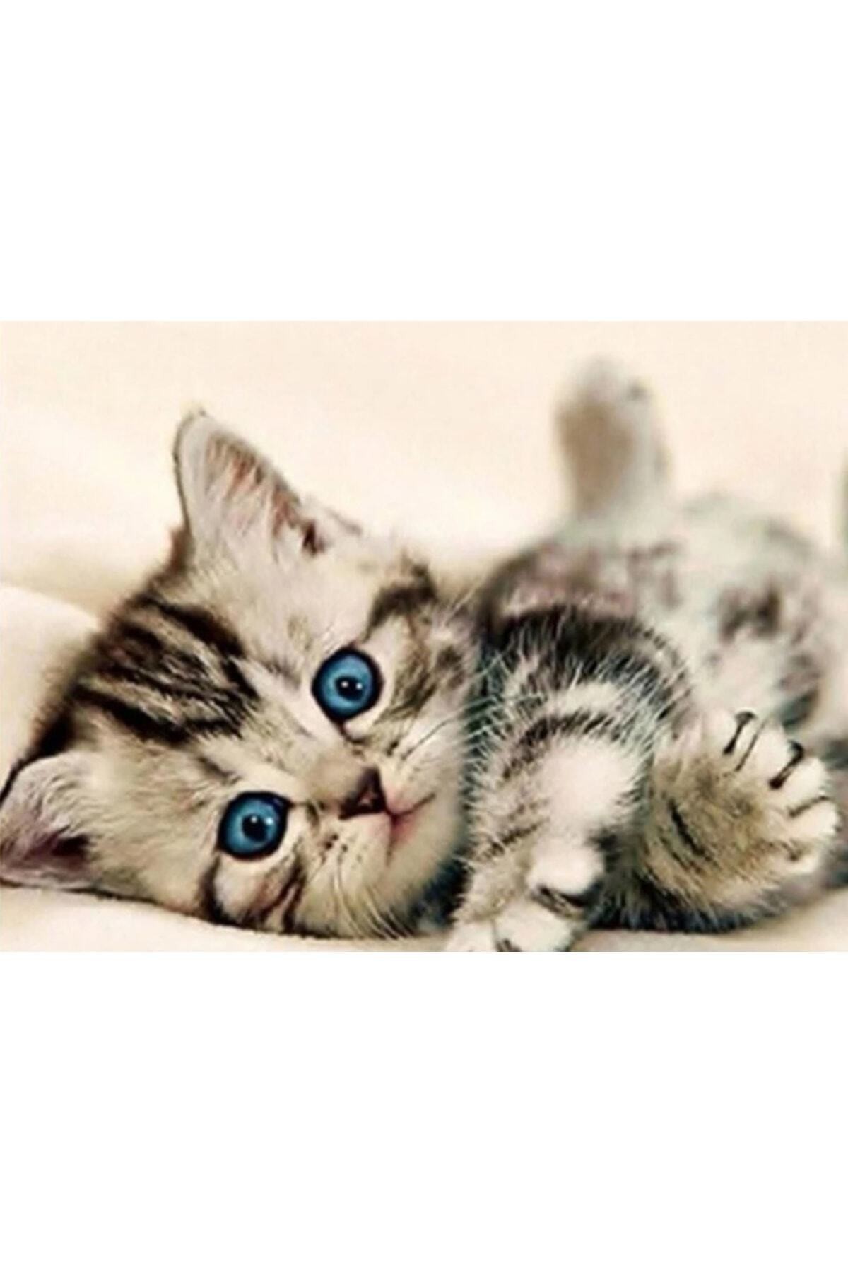 Movas Sanat Sevimli Kedi Yavrusu | Elmas Mozaik Tablo | Mozaik Puzzle | 40x30 | E20203713