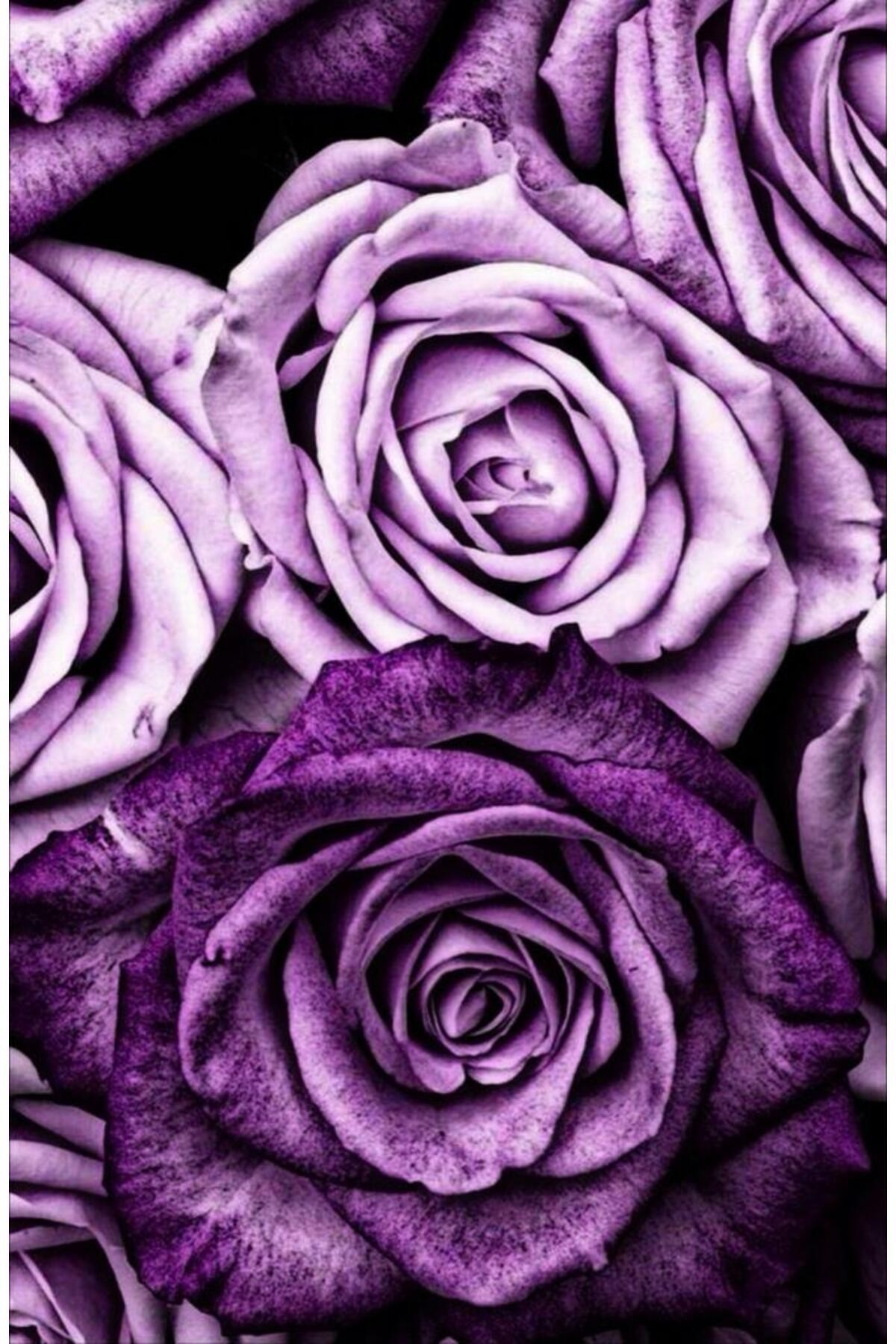 Movas Sanat A Bunch of Purple Roses | Diamond Mosaic Painting | Mosaic Puzzle | 55x85 | E20234298