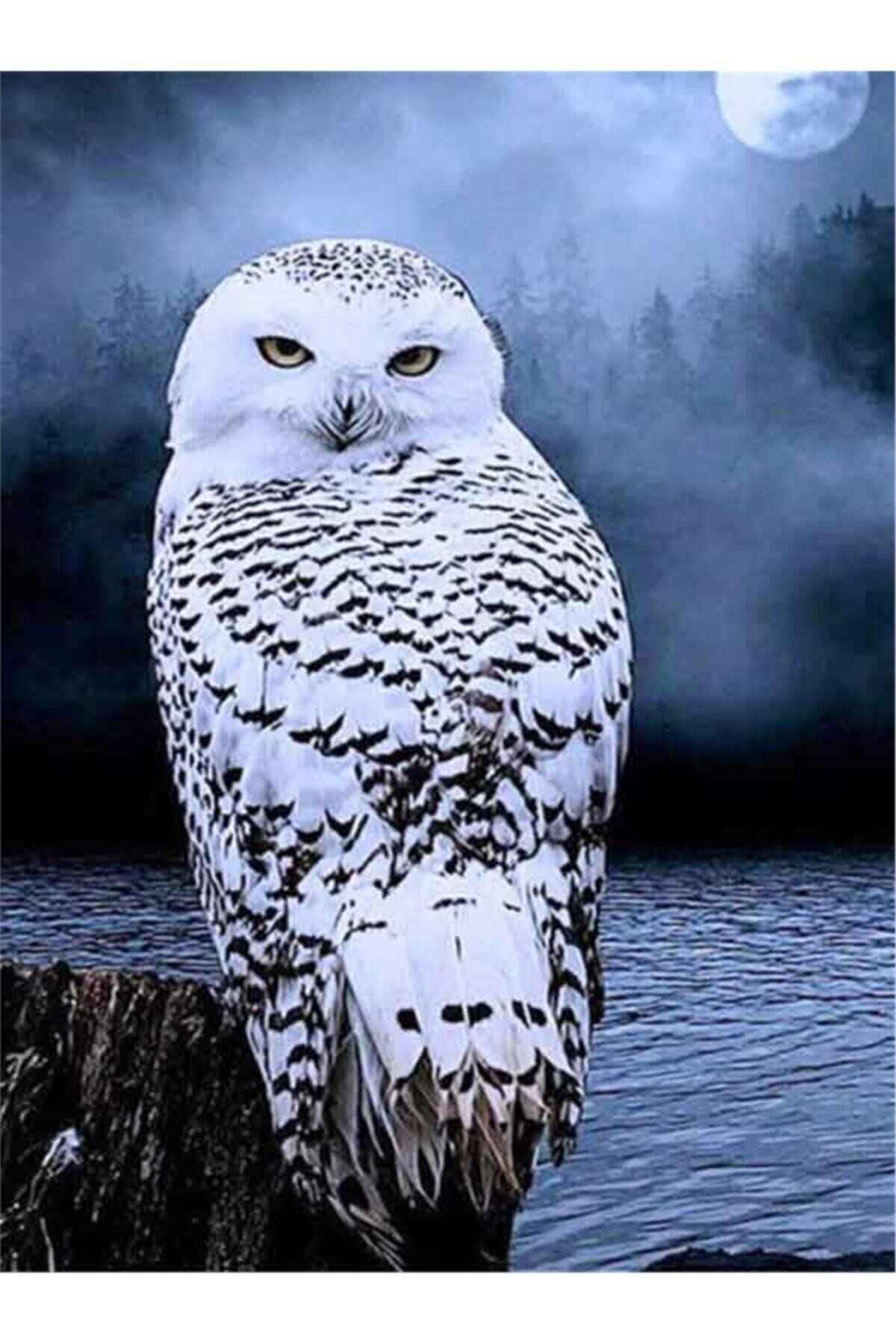 Movas Sanat Karanlık Gecenin Beyaz Baykuşu | Elmas Mozaik Tablo | Mozaik Puzzle | 40x60 | E20201921M