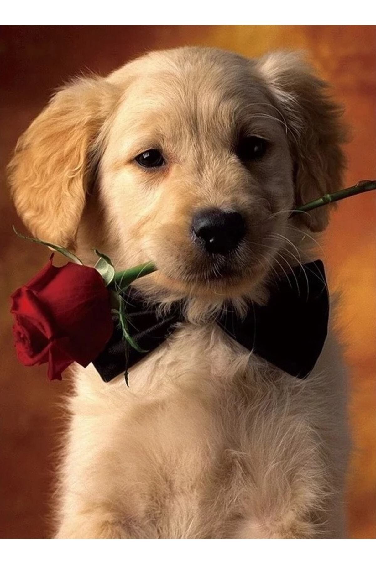 Movas Sanat Red Rose And Dog | Diamond Mosaic Painting | Mosaic Puzzle | 30x40 | E20203686