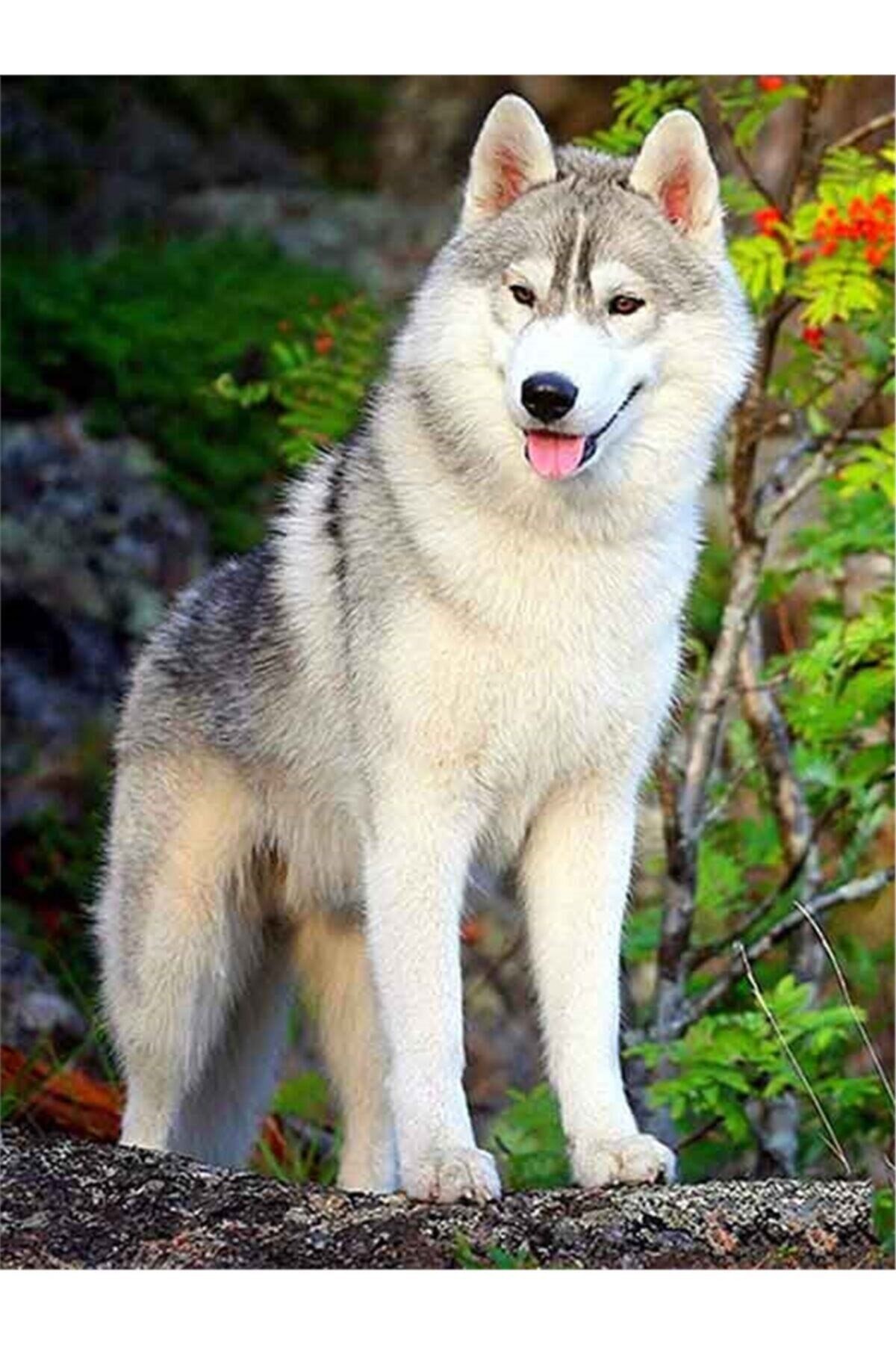 Movas Sanat Beyaz Asil Köpek | Elmas Mozaik Tablo | Mozaik Puzzle | 40x60 | E20202006M