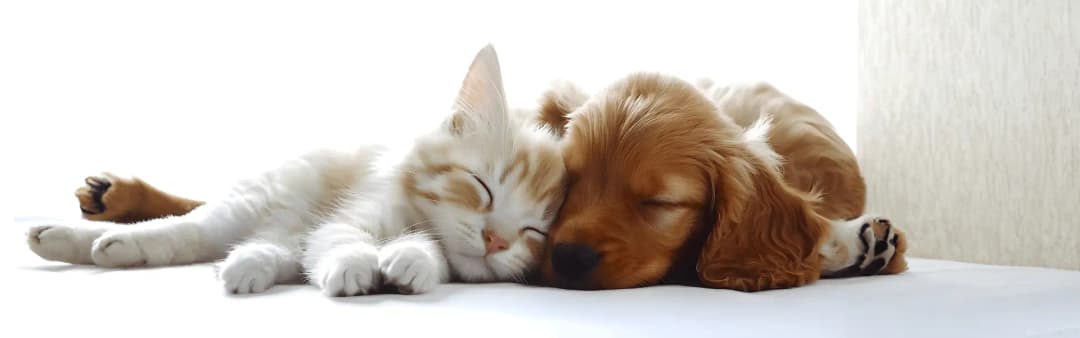 kedi-kopek-bitkisel bakım ürünleri