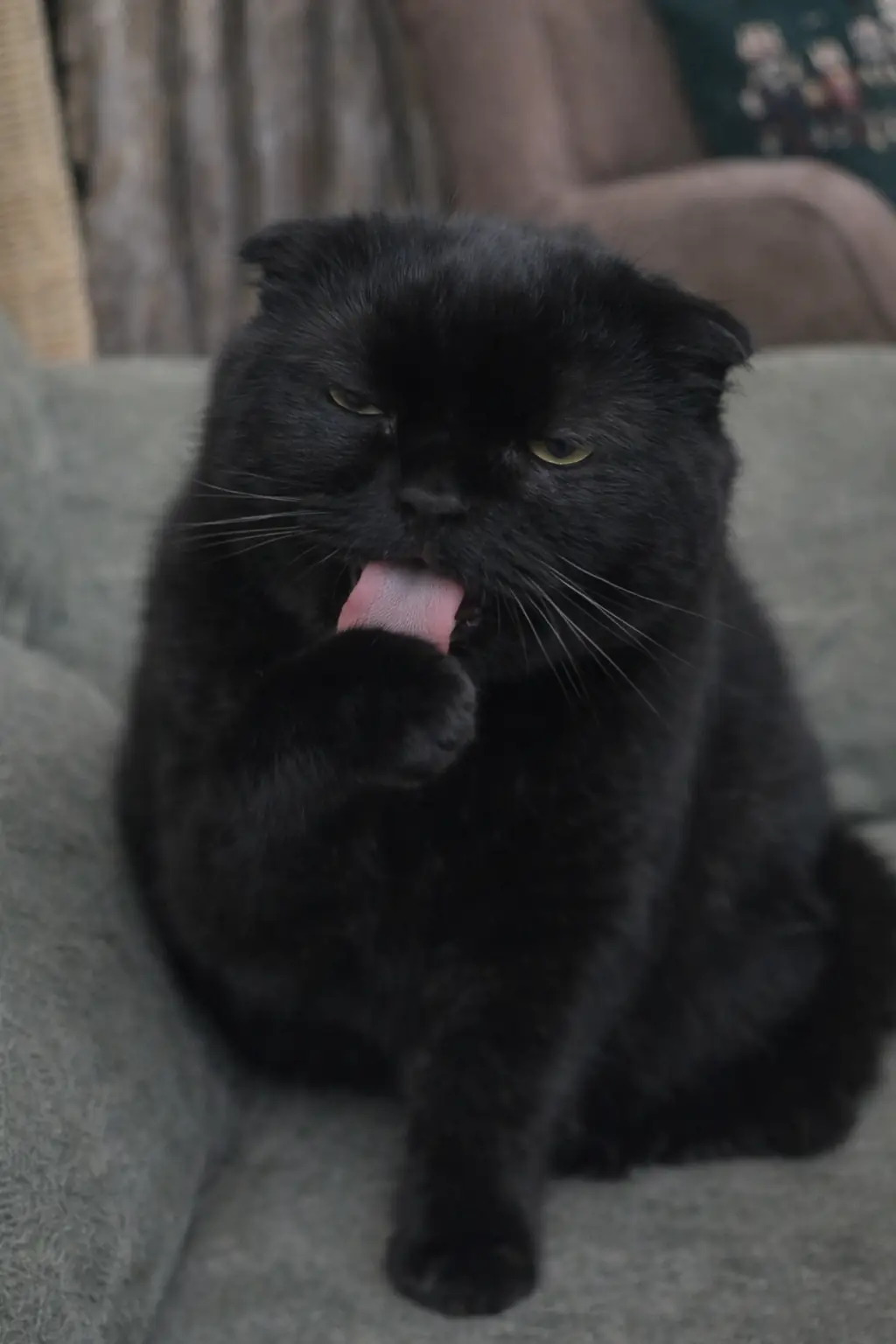 KENDİNİ TEMİZLERKEN FAZLA TÜY YUTAR