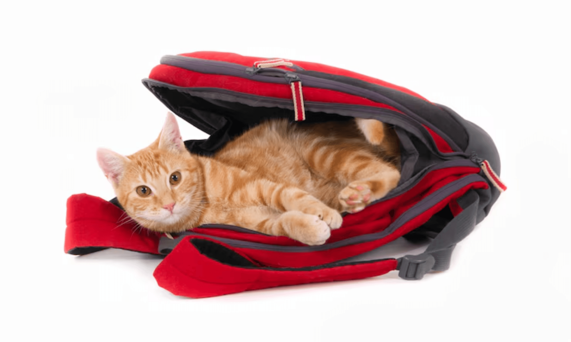 Kedi Taşıma Çantası Seçimi 