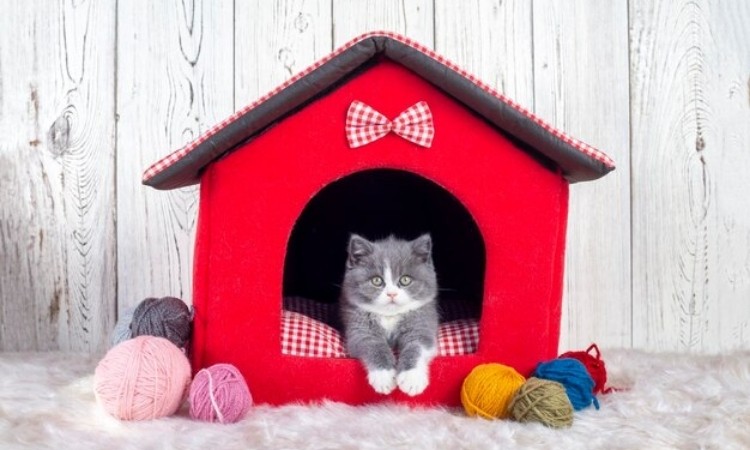 Kedi Evi Nasıl Olmalı