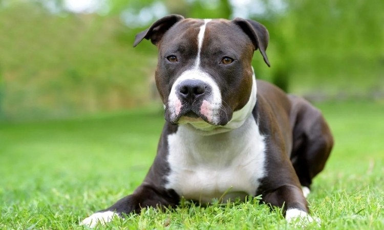 Staffordshire Bull Terrier Hakkında