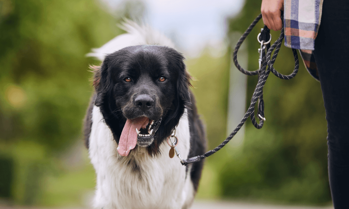 Köpeklerde Tasma Alışkanlığı Nasıl Kazandırılır? 