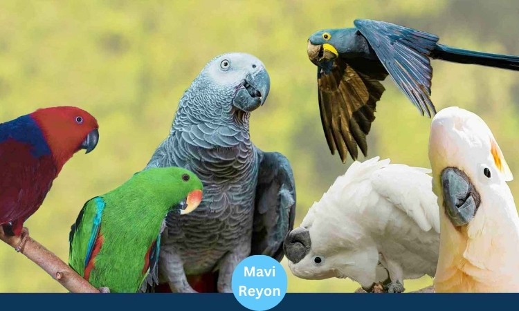 Papağan Türleri, Özellikleri ve Bakımı