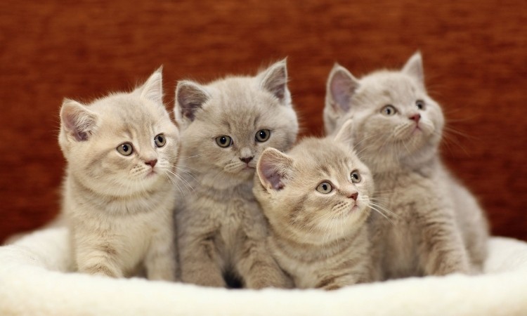 British Shorthair Kedi Irkı Rehberi