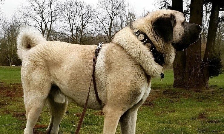 Kangal Köpeği ve Özellikleri