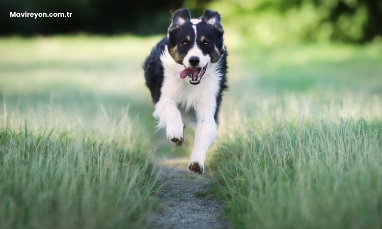 Dünyanın En Zeki Köpeği