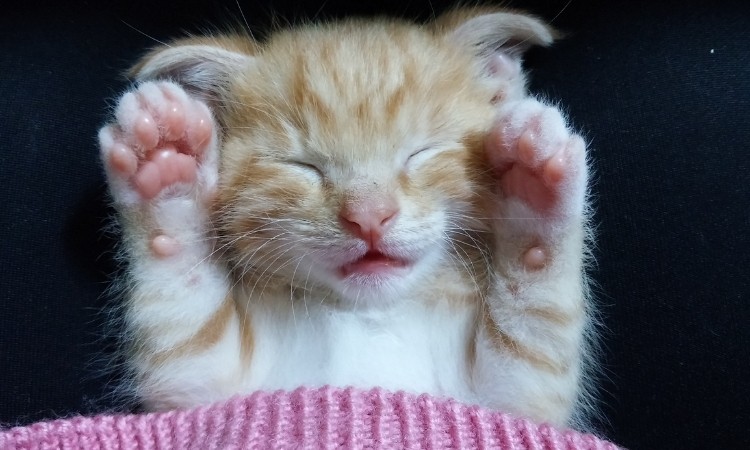 Kedi Sesleri ve Anlamları