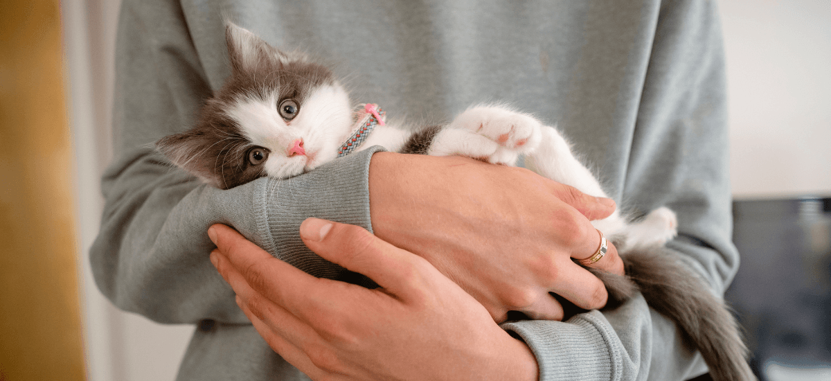 Yavru Kedi Maması Seçimi ve Kuru Mamaya Geçiş Rehberi | Mavireyon