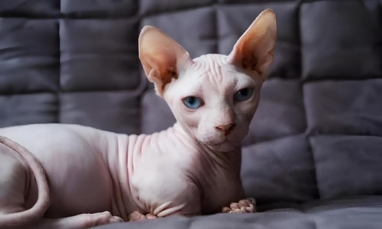 Tüysüz Kedi Türleri