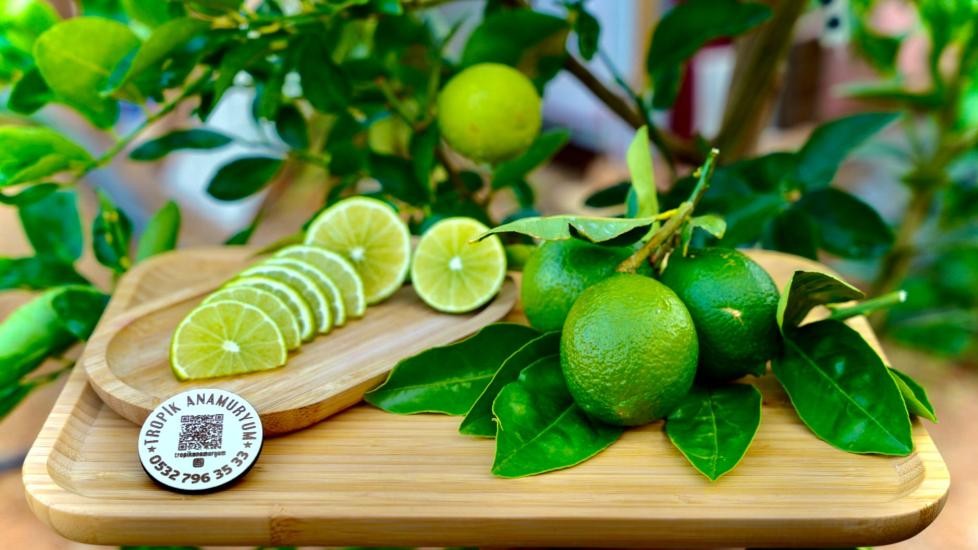 Lime Limon - Ferahlatan Lezzet (KG)