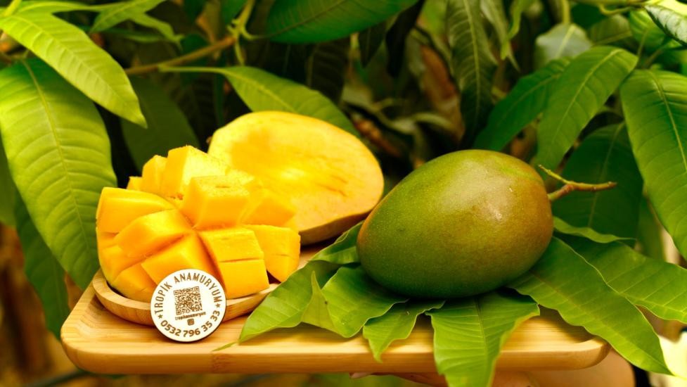 Mango - Tropik Lezzet (500- 900Gr) (Adet)