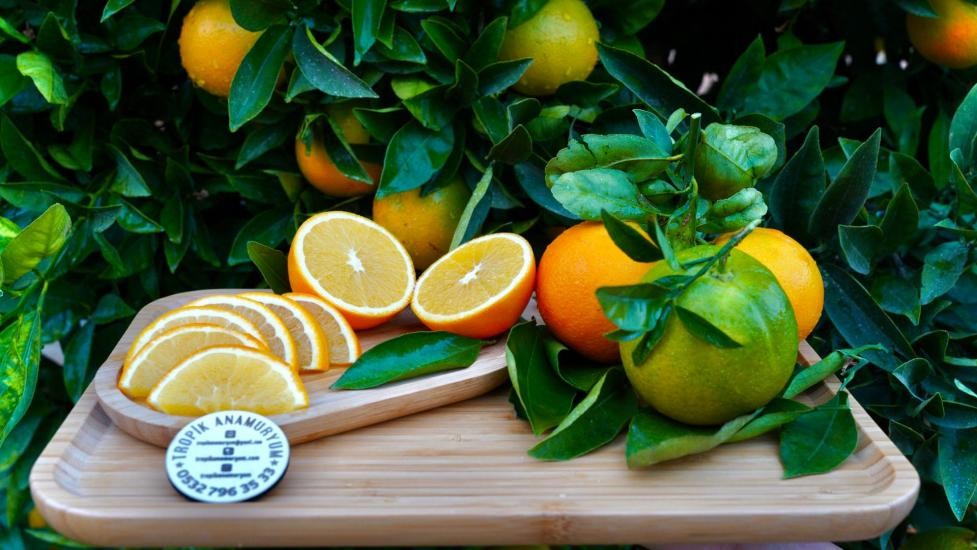 Portakal: Dalından Sofranıza Gelen Vitamin Deposu (KG)