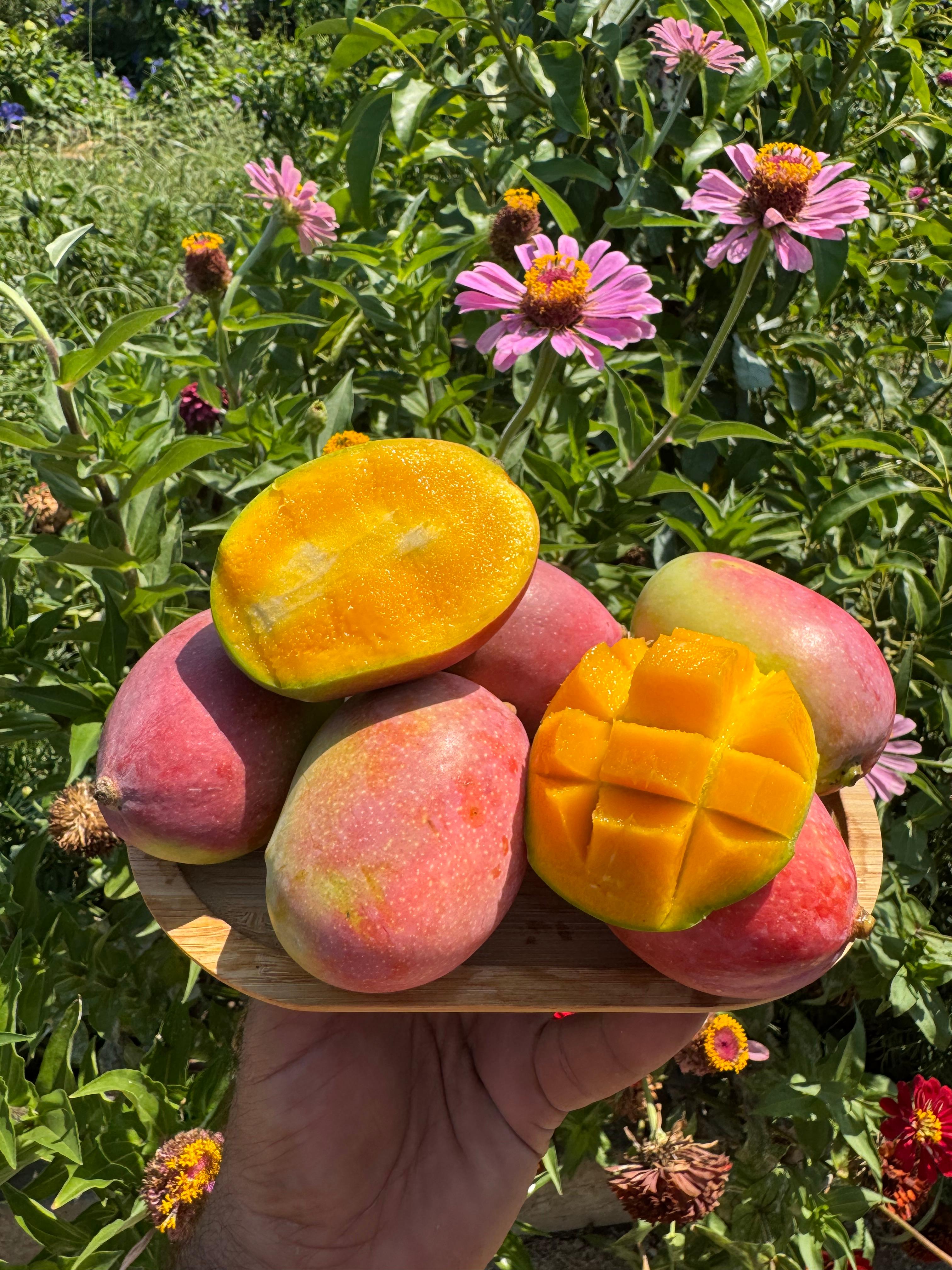 Bebek Mango KG (7-8 adet)