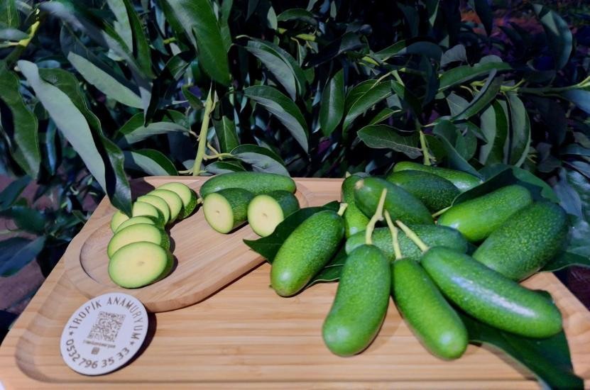 Bebek (Baby) Avokado-Çekirdeksiz (500GR)