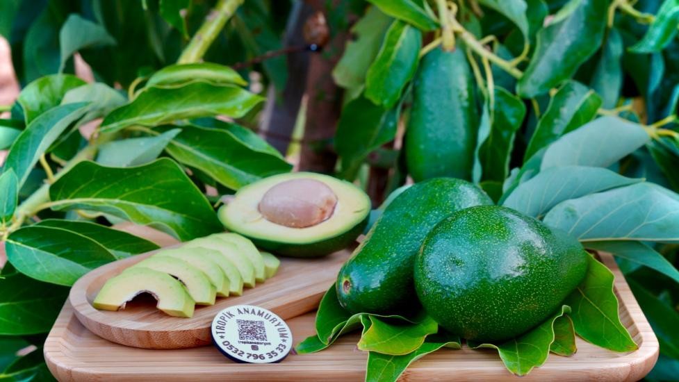 Avokado – Fuerte 200 GR Üstü (Adet) (200GR Üzeri)