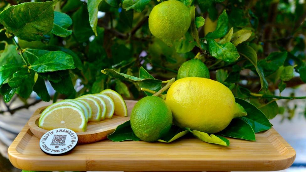 Limon - Yediveren Cinsi Bol Sulu (KG)