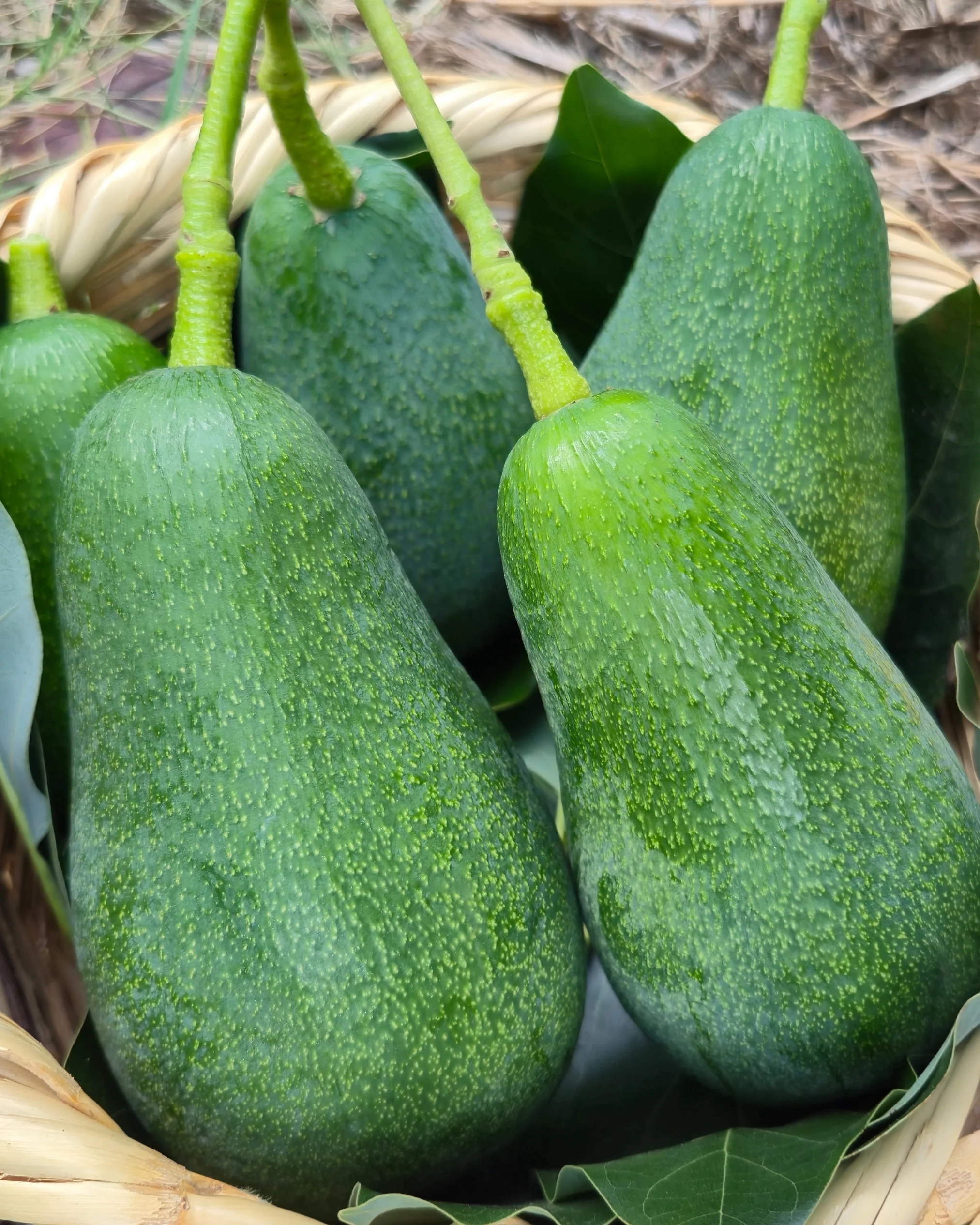 Büyük Boy Fuerte Avokado 250 Gram ve üzeri 20 Adet