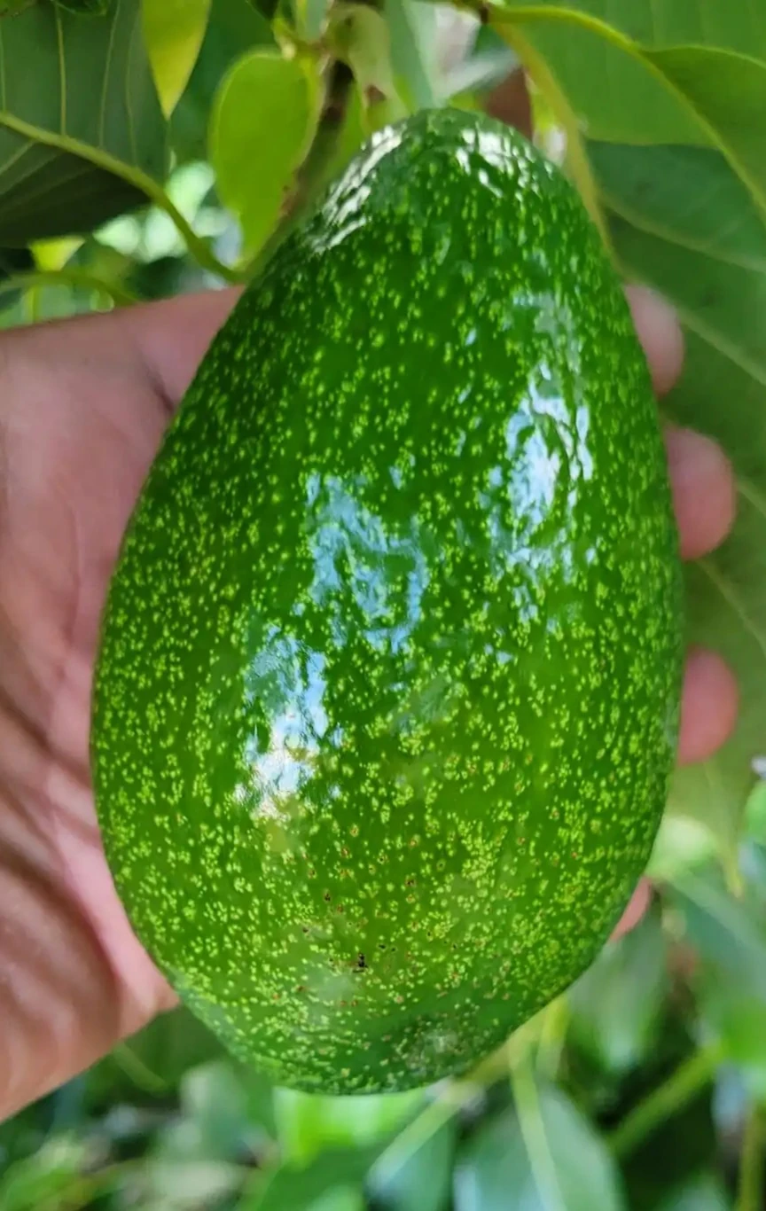 Zutano Avokado 10 adet 250 g Üzeri